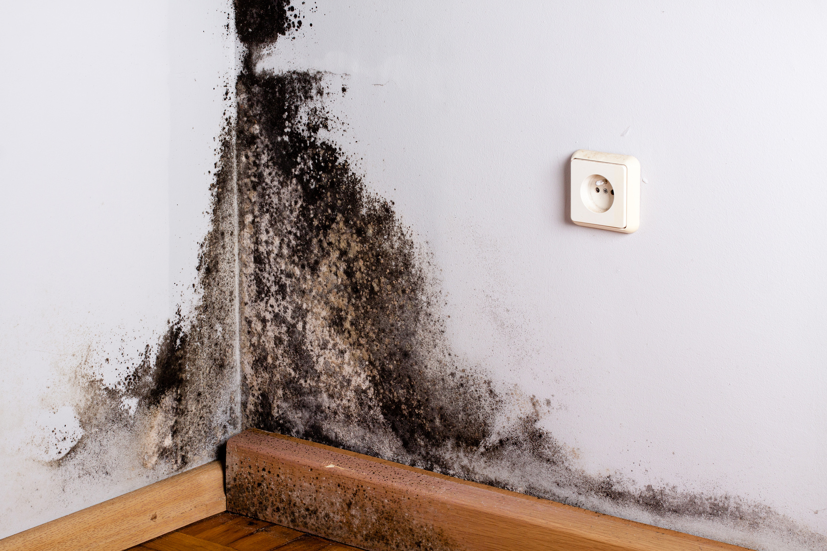 mold in kitchen wall