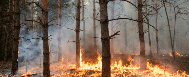 What to do if a Wildfire is Near