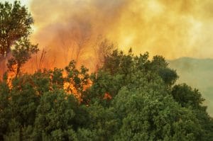 Forest Wildfire California