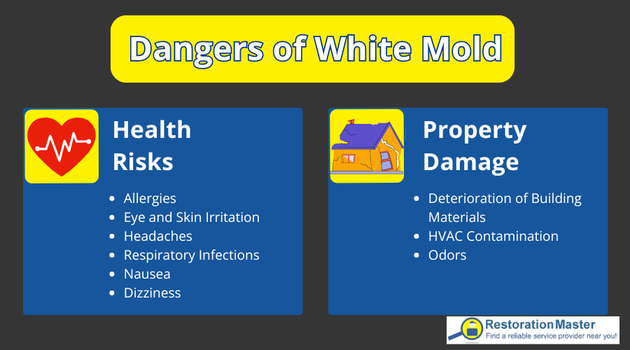 Dangers of White Mold - RestorationMaster