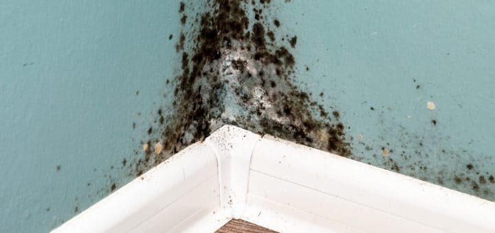 Black Mold Removal and Prevention