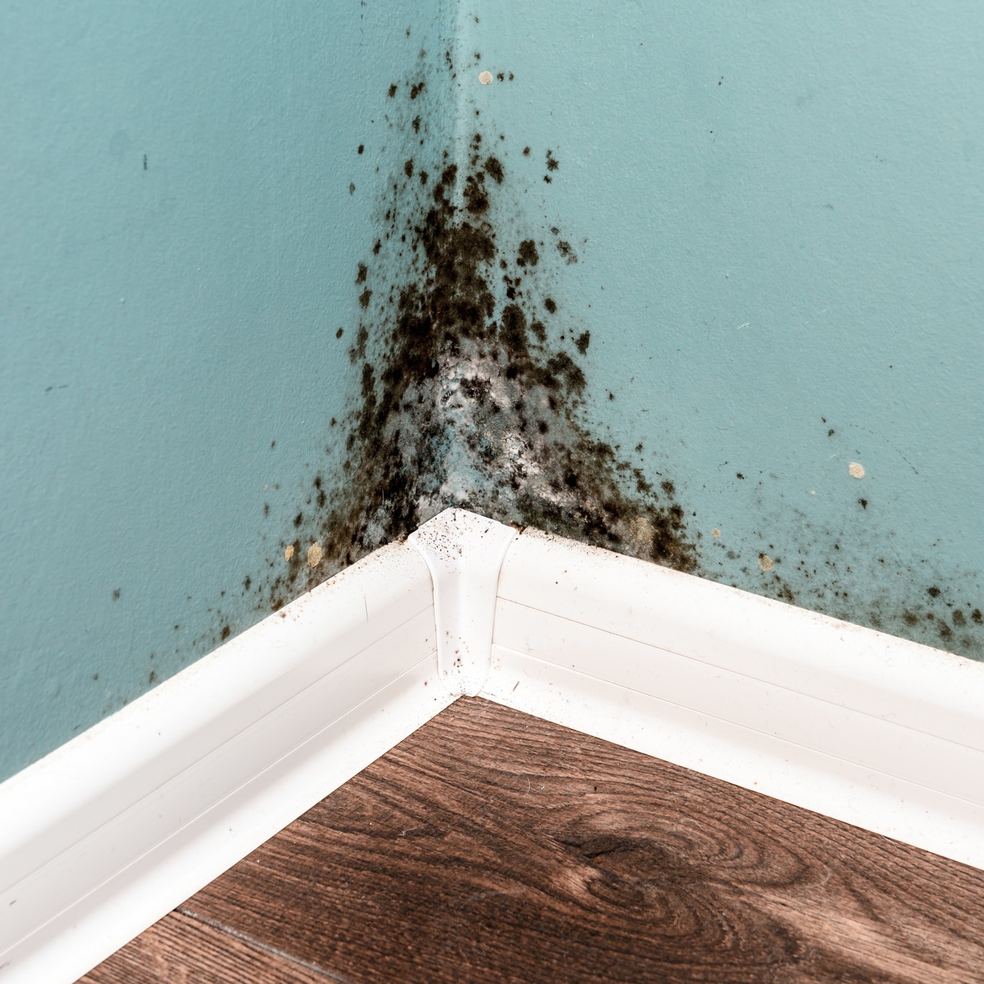 Black mold in the basement