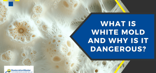 What is White Mold and Why is it Dangerous? RestorationMaster