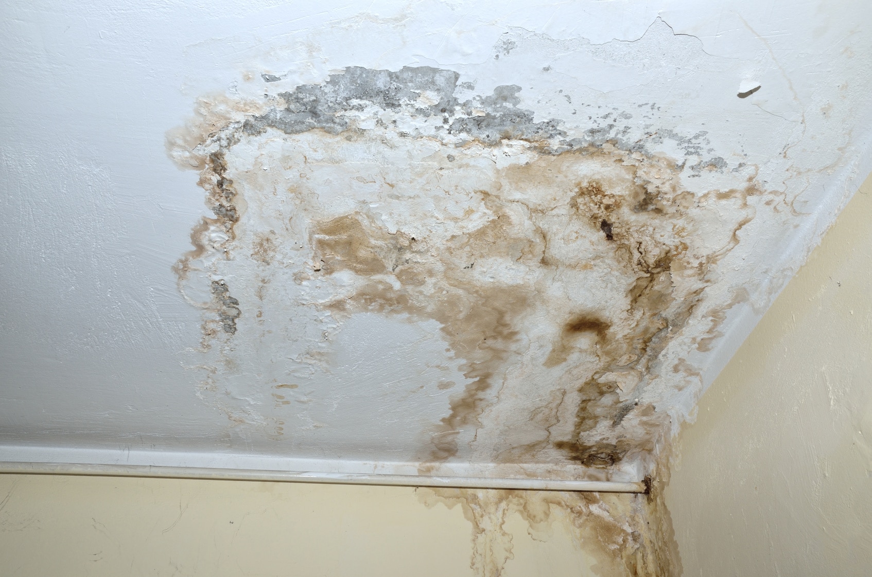 Mold in ceiling