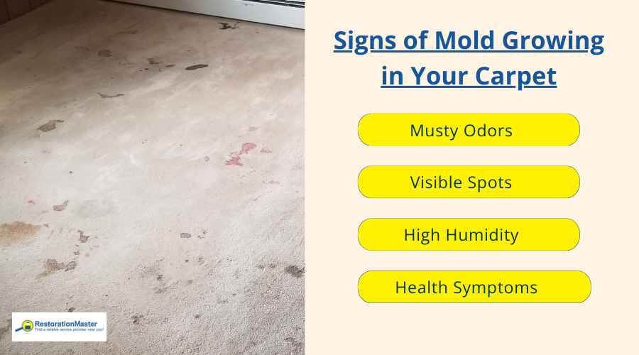 Signs of Mold Growth in the Carpet - RestorationMaster