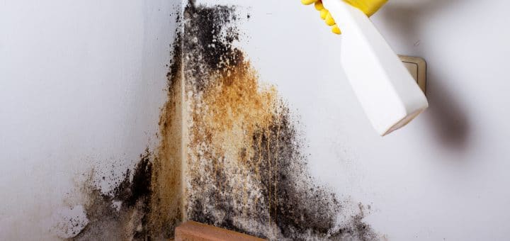 DIY Mold Removal from Wall