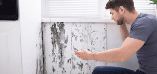 Reasons to Call a Mold Removal Professional