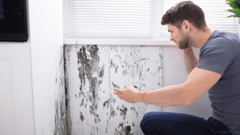 Important Reasons for Professional Mold Removal