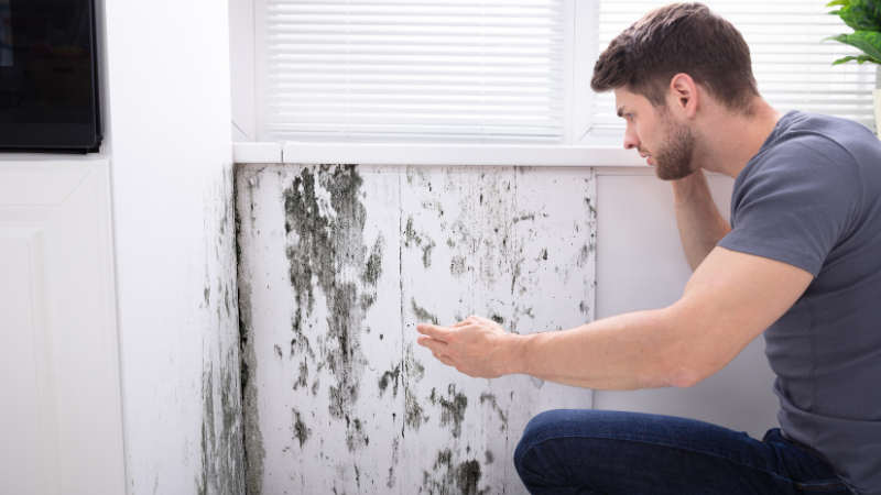 mold growth in home