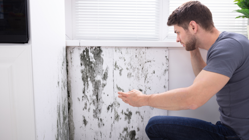 Reasons to Call a Mold Removal Professional