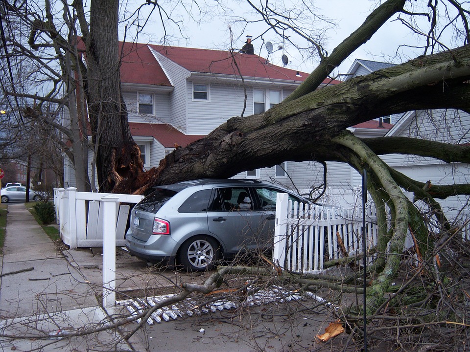 Storm-Damage-Fallen-Tree