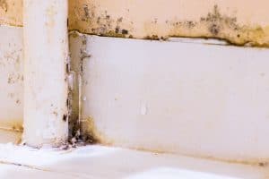 Mold often grows on walls exposed to moisture.