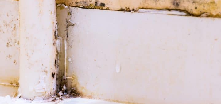 Visible-Mold-Growth-on-Wall