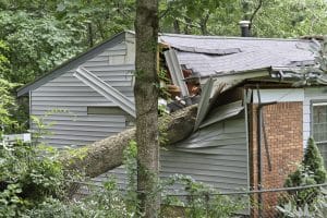 Storm-Damage-Fallen-Tree