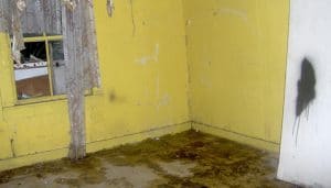 Water damage and mold