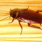 How Water Attracts Cockroaches in Your Home