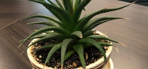 Potted-Plant-Succulent