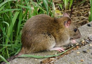 Rodents-Problems-During-Flood