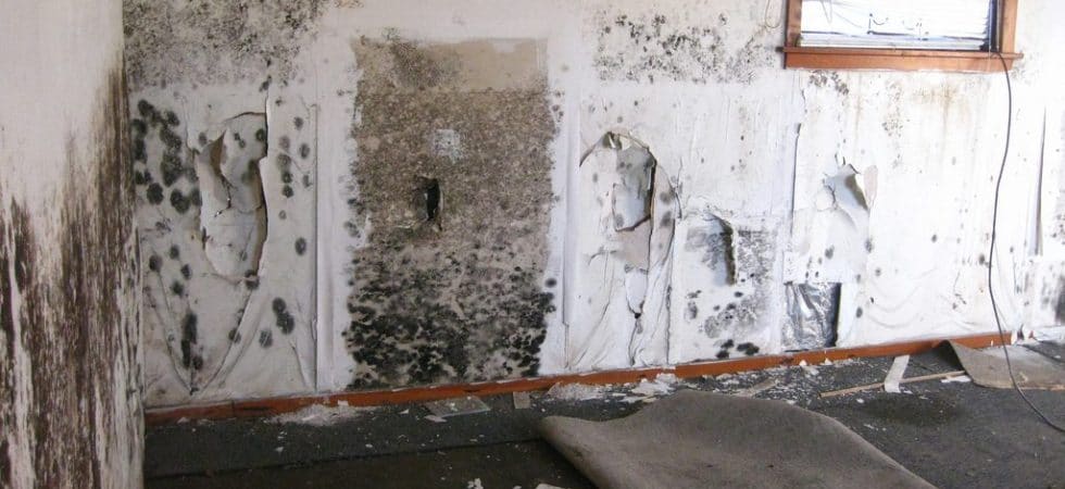 commercial mold remediation & removal