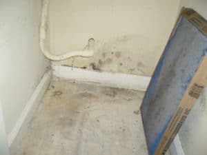 mold in HVAC gets mold on air filter, then into ventilation system