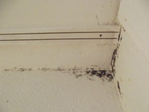 small amounts of mold can also be dangerous to your health - mold remediation and cleanup