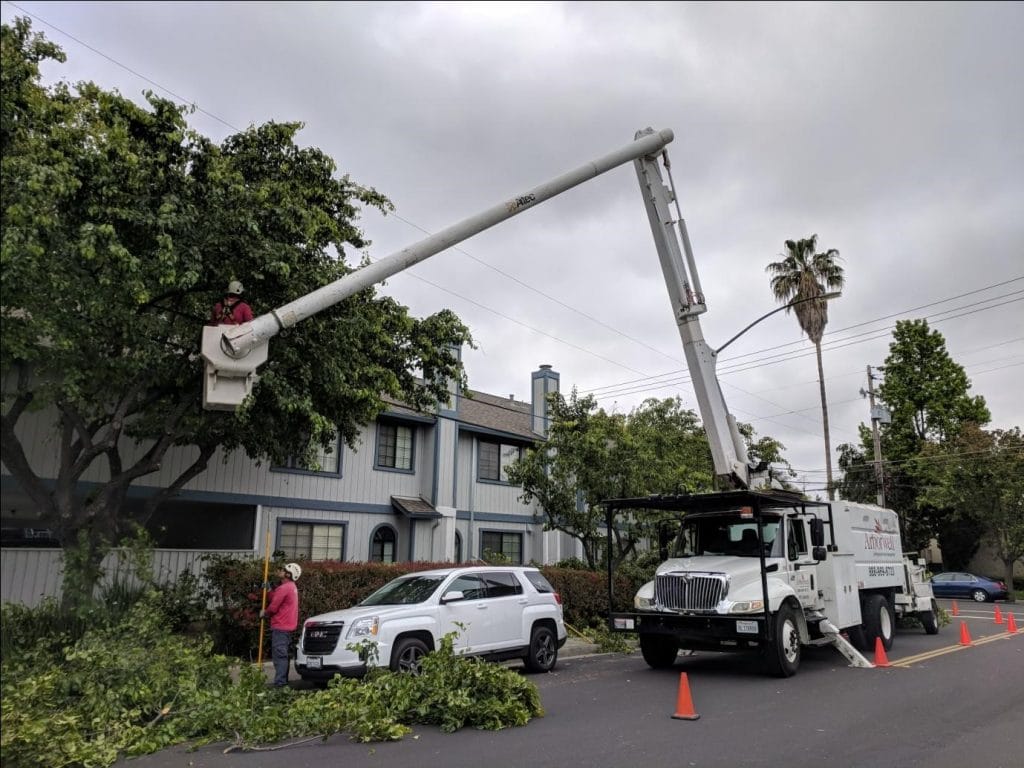 Tree Trimming Services