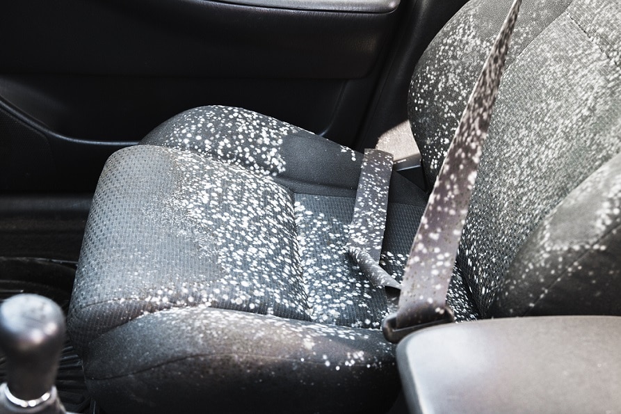 Mold And Mildew Remover For Car Interior at Chelsie Benn blog