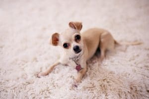 pet on carpet