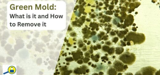 Green Mold: What is it and How to Remove it