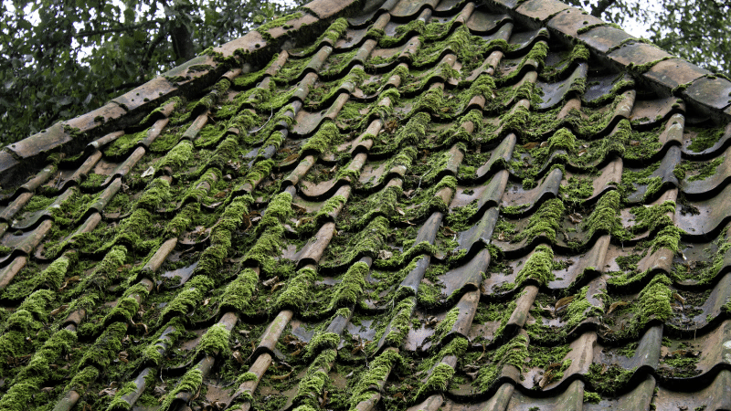 Eliminate Moss on the roof