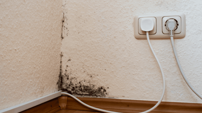 What S That Smell And Other Signs You May Have Mold In Your Home