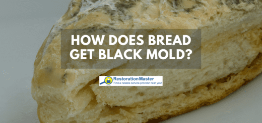 Black Mold on Bread - RestorationMaster