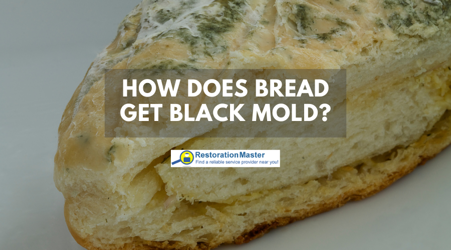 Black Mold Growth - RestorationMaster