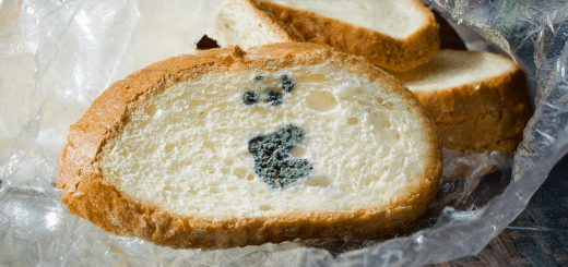 How does black mold grow on bread