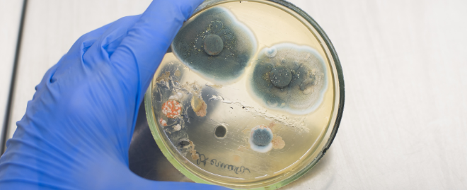 Mold in a petri dish