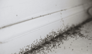 Ants on Floor Baseboard