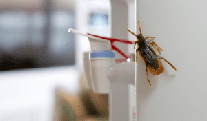 Office Insects