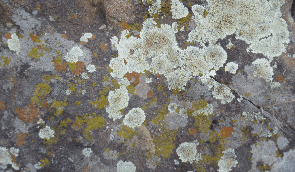 Tips to Remove Mold from Watercolor Paintings?