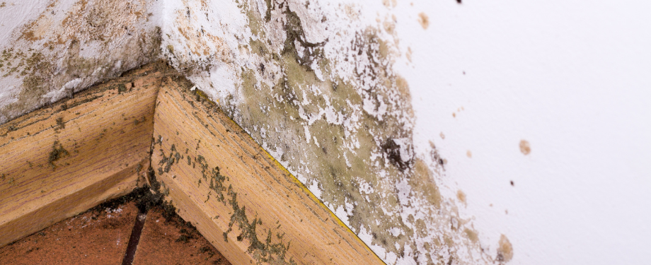 Mold on Wall