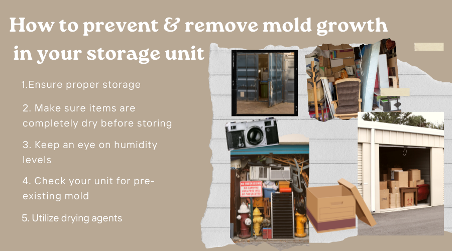How To Remove Mold From Your Home