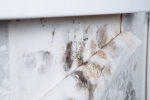 Black mold buildup in the corner of an old house. development of mildew under the Wallpaper.