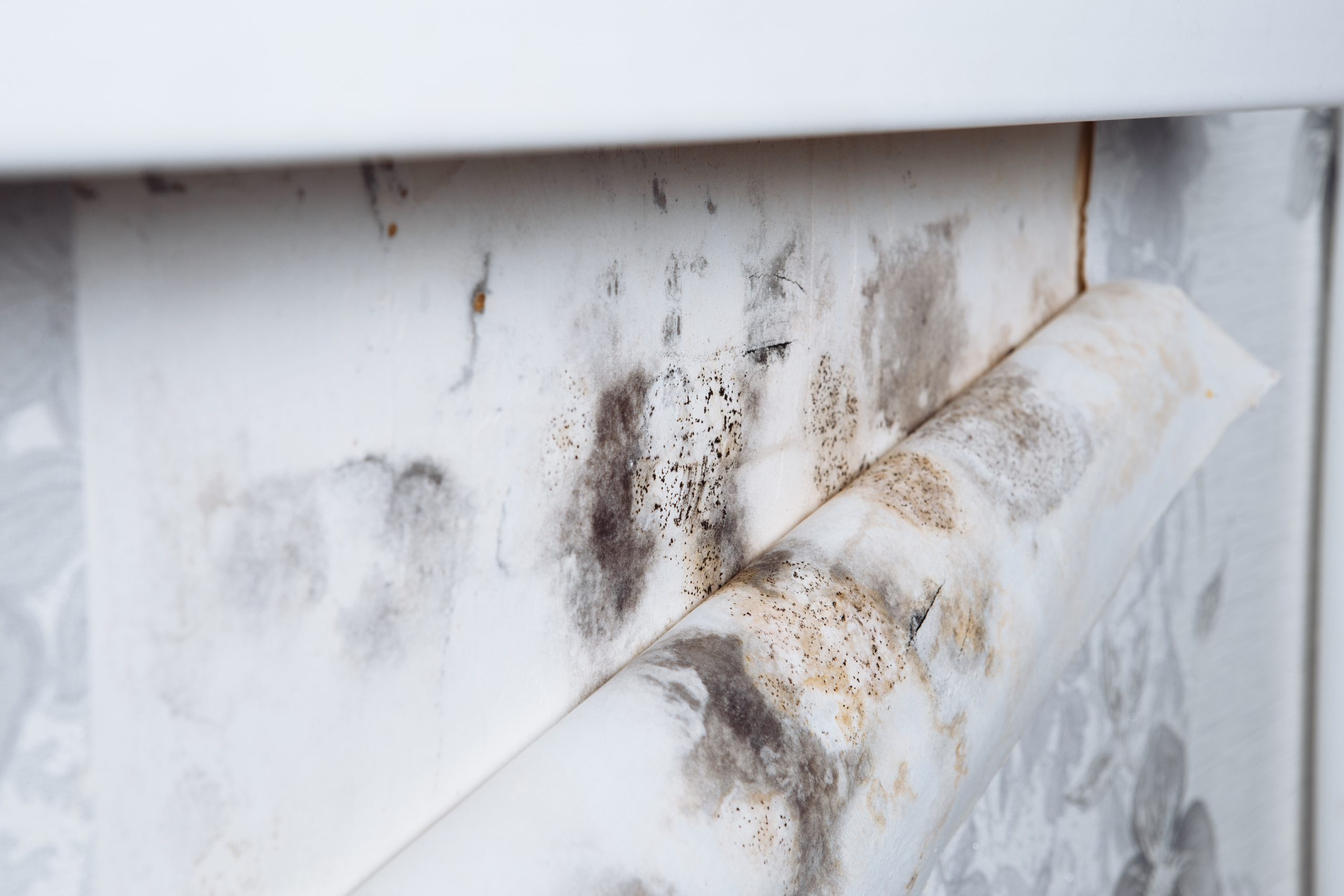 How to Tackle Mold After Water Damage