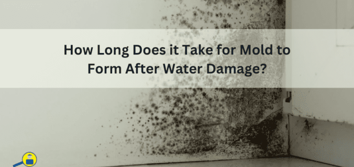 How Long Does it Take for Mold to Form After Water Damage