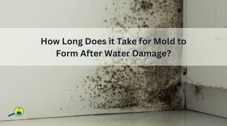 How Long Does it Take for Mold to Form After Water Damage