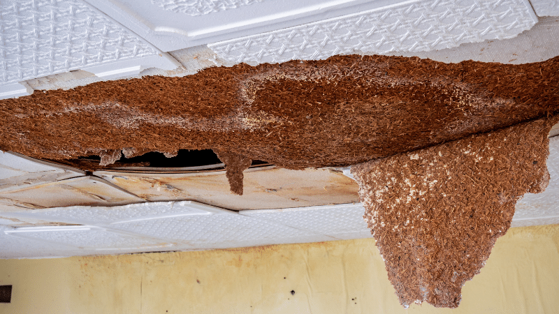 repair ceiling tiles falling down