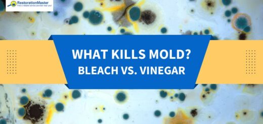 What Kills Mold? Bleach vs. Vinegar - RMF