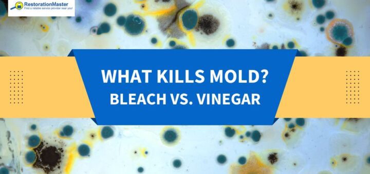 What Kills Mold? Bleach vs. Vinegar - RMF