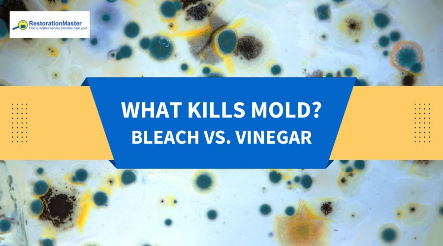 Mold Removal using Bleach or Vinegar - RestorationMaster