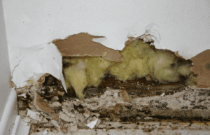 mold-removal-from-drywall-Cherry Hill, NJ