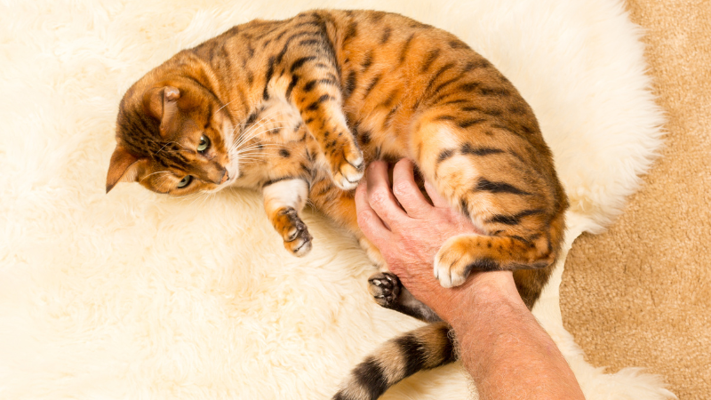 wool rug with a cat